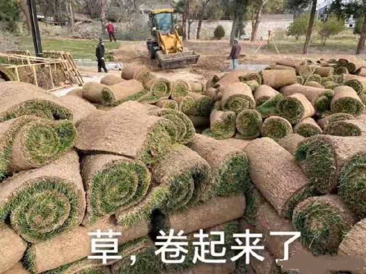 草，卷起来了.jpg
