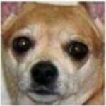 Chihuahua2.png