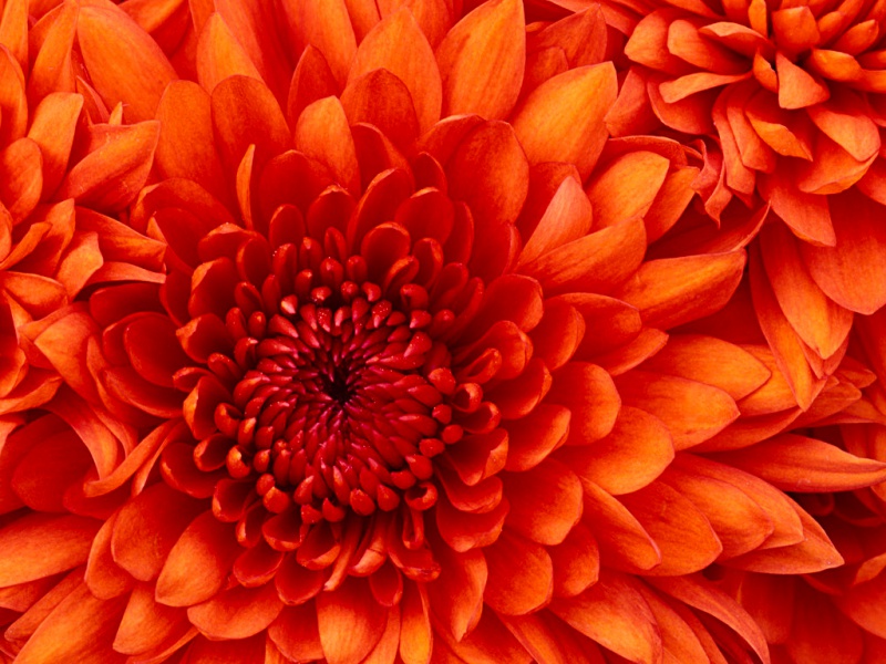文件:Chrysanthemum.jpg