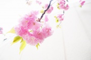 Sakura.jpg